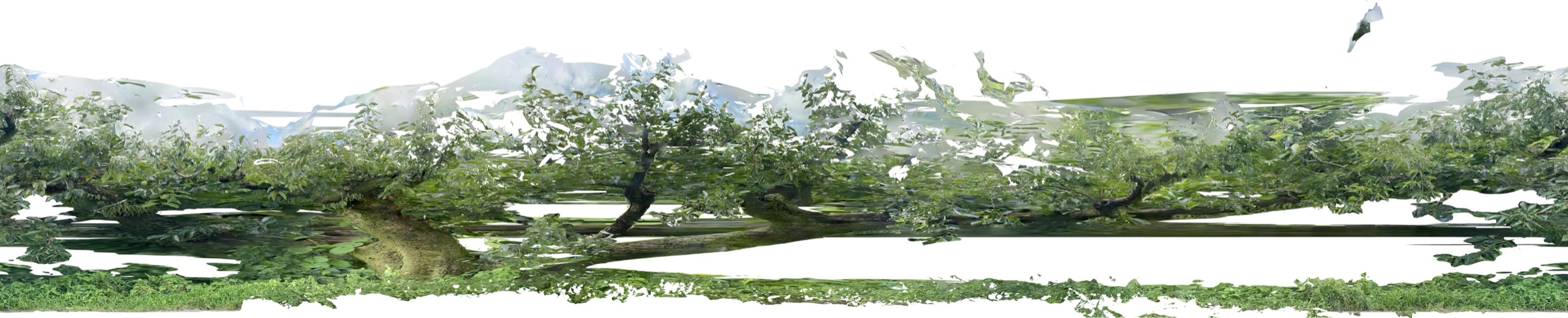 柿の木を円筒展開した画像。枝の分かれ方が線として残っている