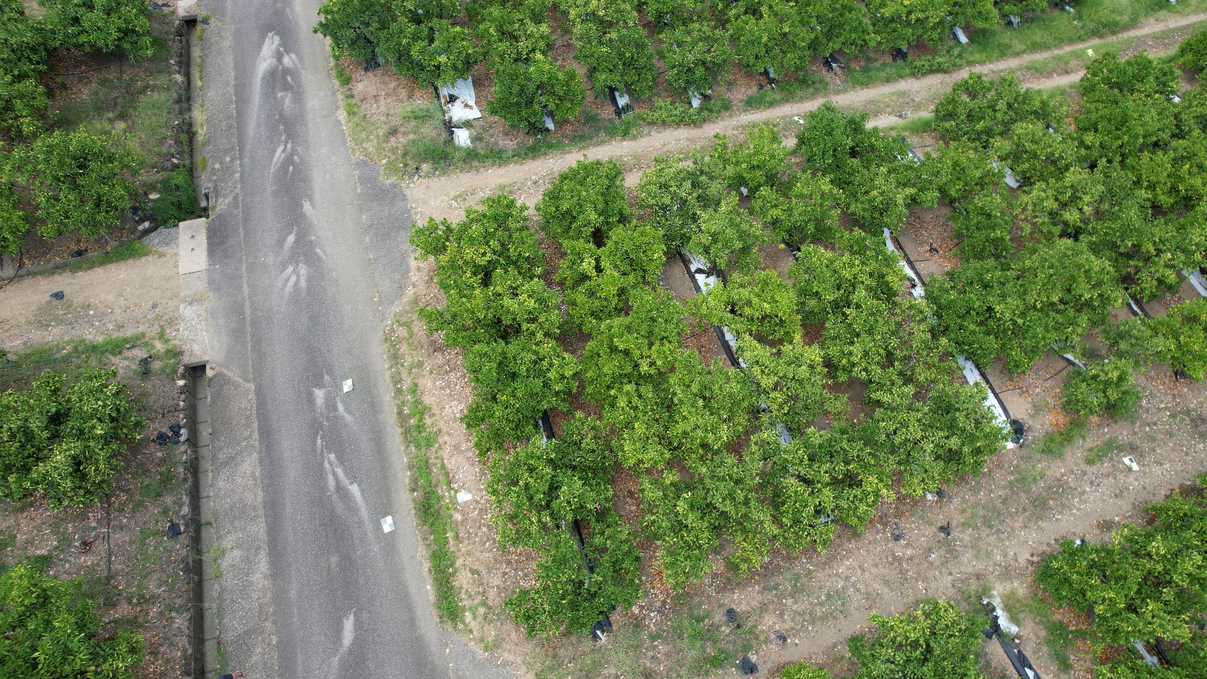 三重県熊野市のみかん園を高度15mから斜めに見下ろした空撮。中央に対象の木、左に園内の道、奥へ続く木の列